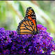 Illustration for article titled All the Ways Butterflies Use Color to Stay Alive
